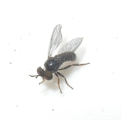 Cerotainia