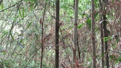 Aotus nigriceps