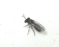 Cerotainia