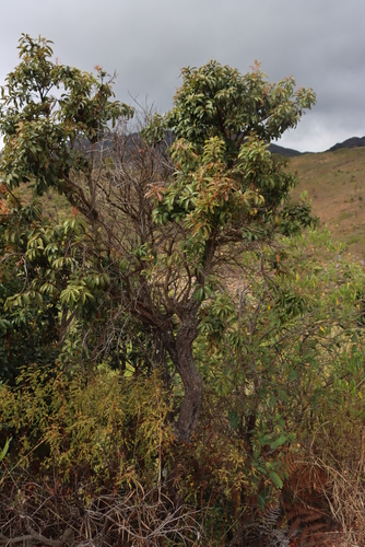 Agarista salicifolia, photograph 3