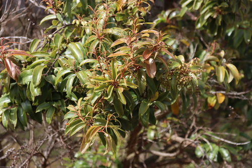 Agarista salicifolia, photograph 4