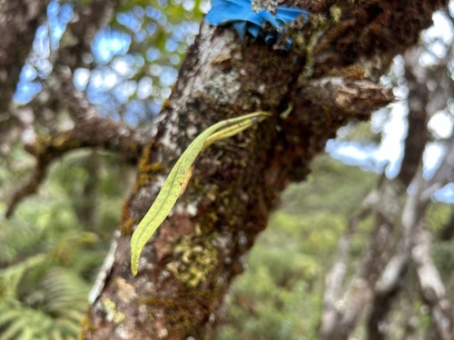 Lepisorus thunbergianus observed 2024-09-14