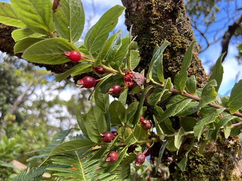 Vaccinium calycinum observed 2024-09-14