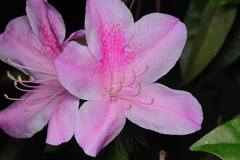 Rhododendron × pulchrum, photograph (c) Carlos Alexandre Mattos Raposo, some rights reserved (CC BY)