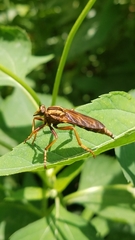 Asilus sericeus