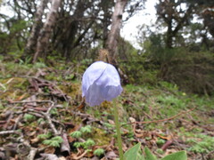 Meconopsis quintuplinervia, photograph Chris Wyse, CC0, iNaturalist via GBIF