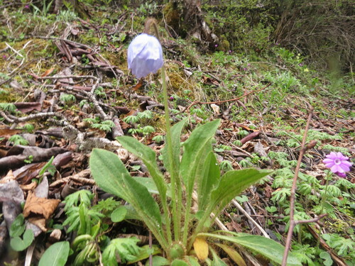 Meconopsis quintuplinervia, photograph 5