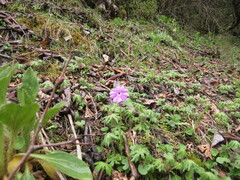Primula palmata