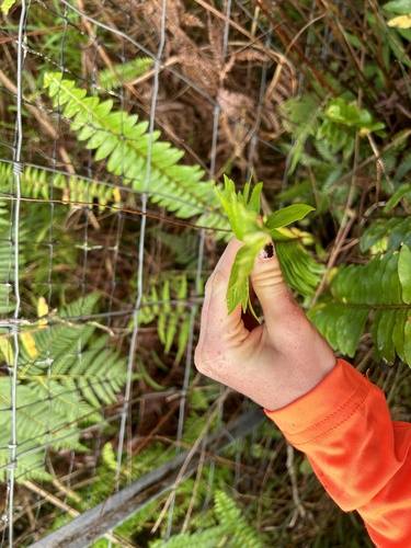 Nephrolepis exaltata observed 2024-09-14
