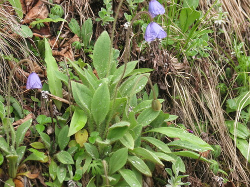 Image of Meconopsis quintuplinervia by no rights reserved