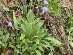 Meconopsis quintuplinervia, photograph Chris Wyse, CC0, iNaturalist via GBIF