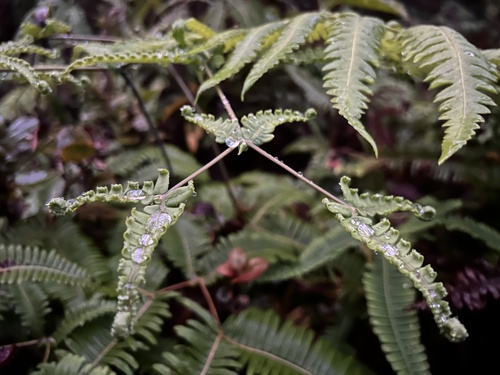 Dicranopteris linearis observed 2024-09-15
