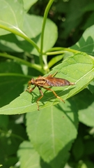 Asilus sericeus