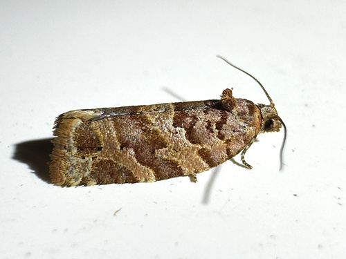 Jack Pine Tube Moth and Allies photo 2