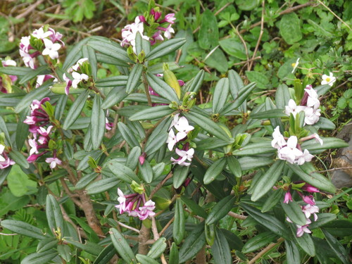 Daphne tangutica (Daphne tangutica)