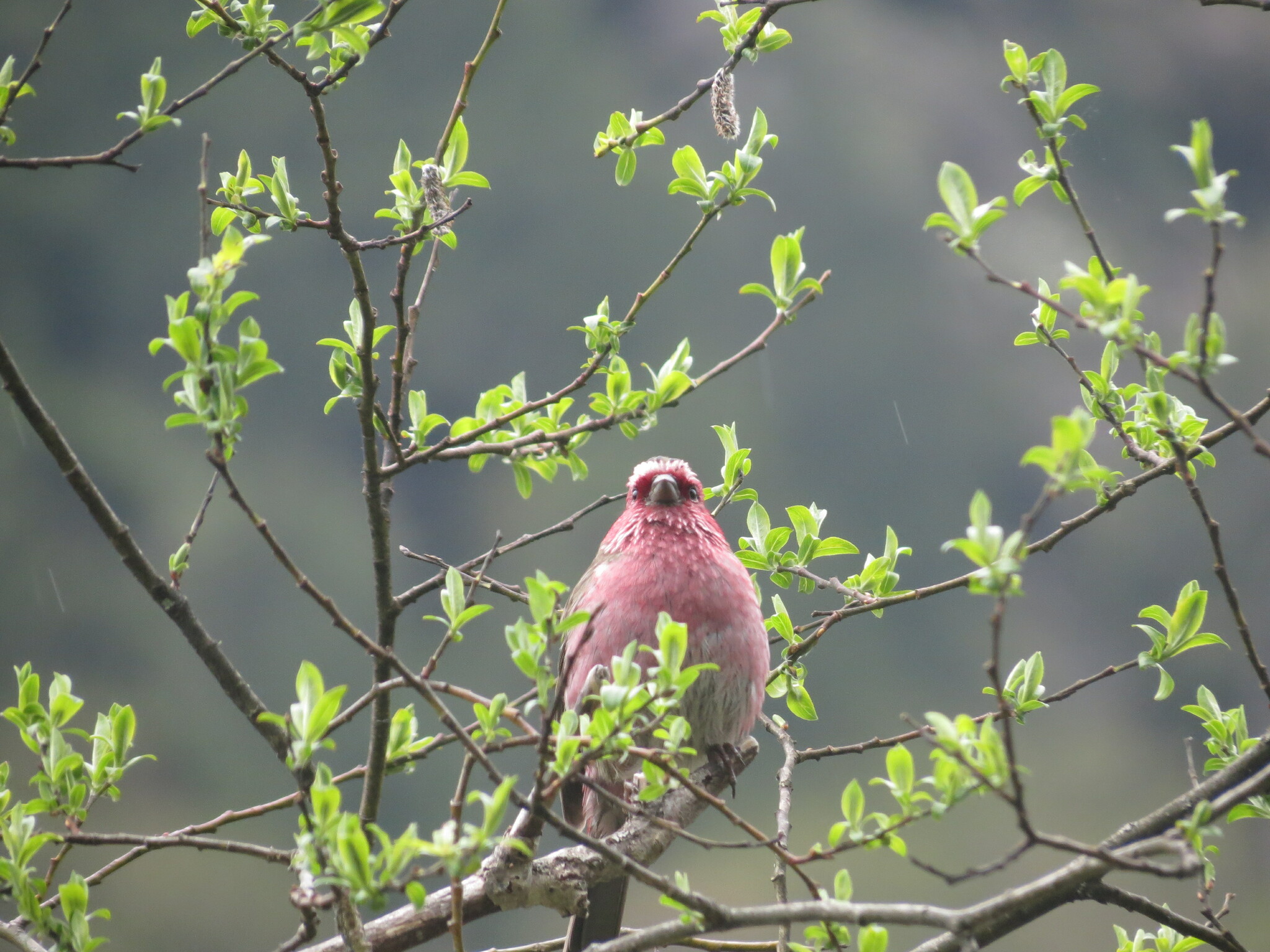 Chinese White-browed Rosefinch