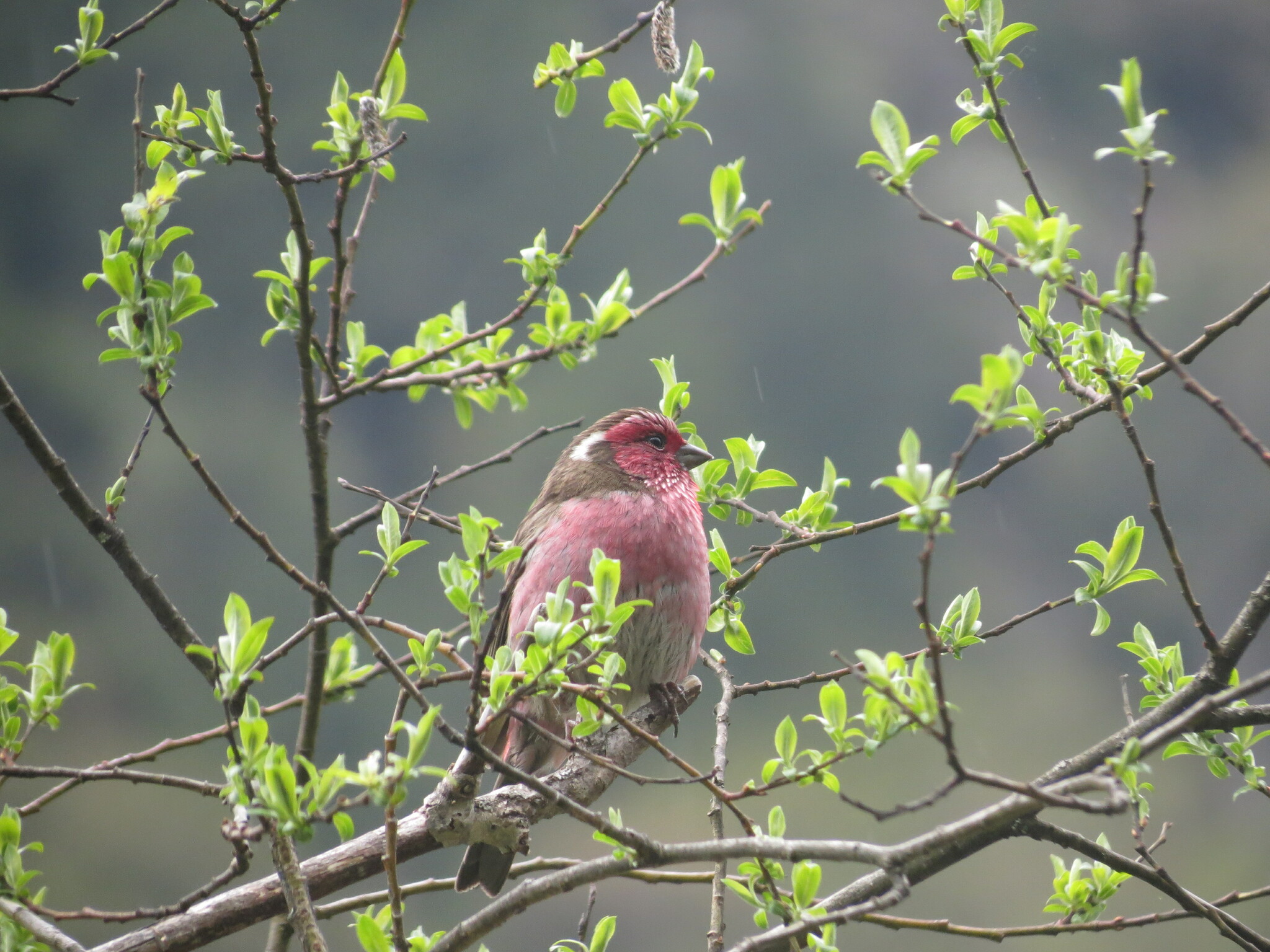Chinese White-browed Rosefinch