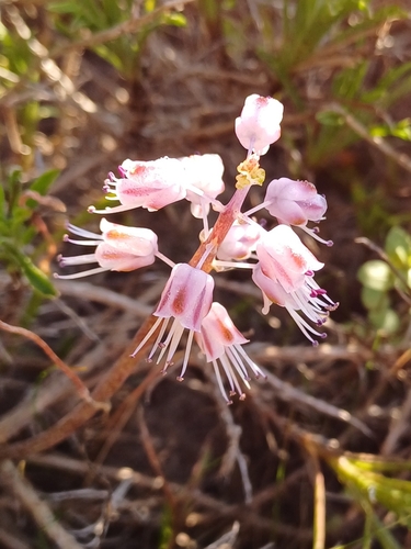 Image of Lachenalia juncifolia by (c) Martjie Fia Fourie, some rights reserved (CC BY)
