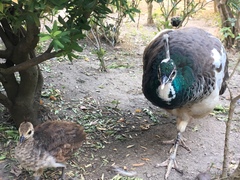Pavo cristatus