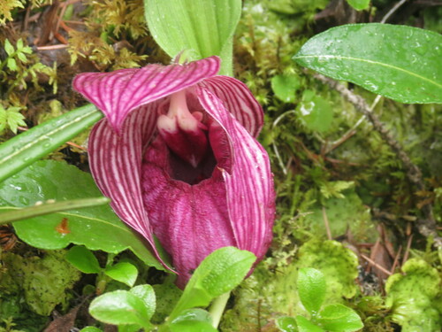 Image of Tibetan Lady's Slipper Orchid (Cypripedium tibeticum) by no rights reserved