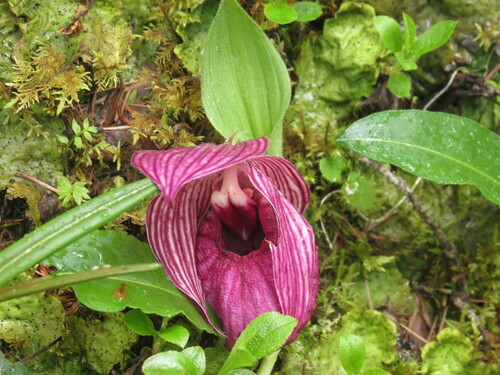 Image of Cypripedium tibeticum by no rights reserved