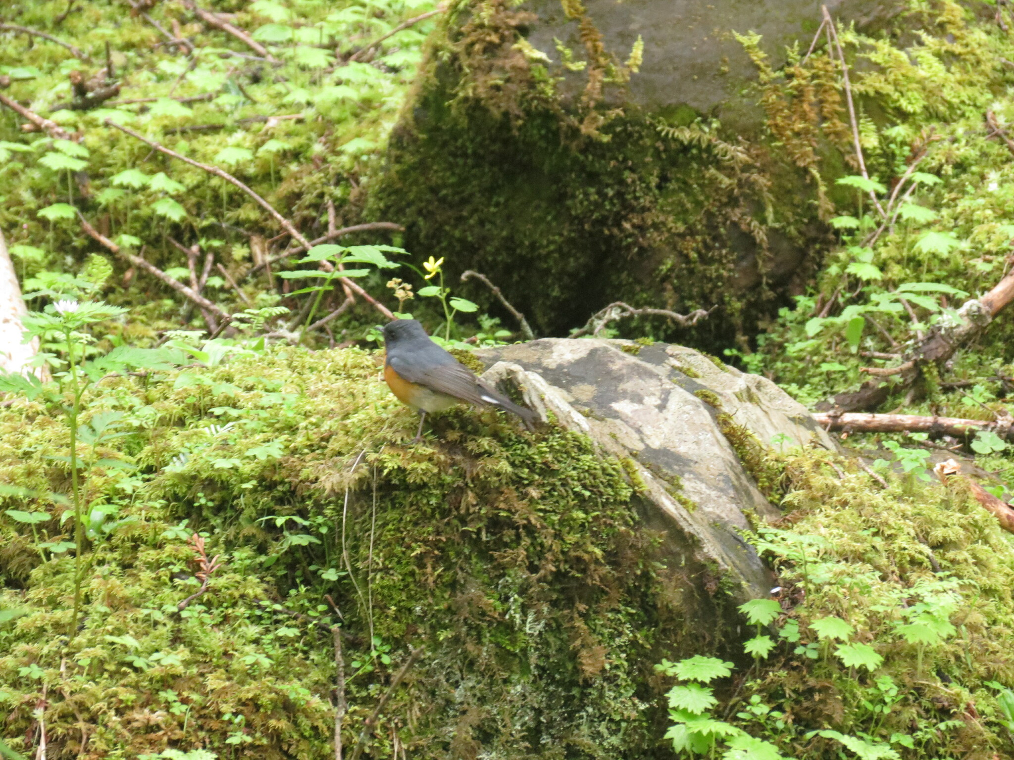 Slaty-backed Flycatcher