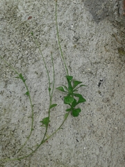 Erigeron cuneifolius