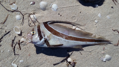 Jackknife-fish (Equetus lanceolatus) — Sciaenidae — 2
