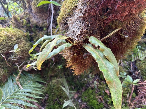 Elaphoglossum paleaceum observed 2024-09-14