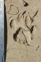 Puma concolor couguar