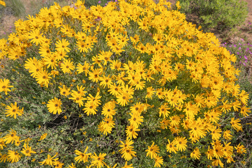 Osteospermum oppositifolium, photograph 3