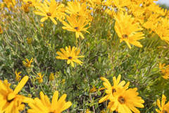 Osteospermum oppositifolium, photograph (c) Morten Ross, some rights reserved (CC BY)
