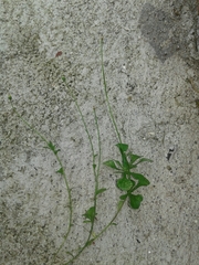Erigeron cuneifolius