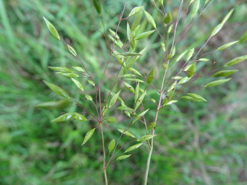 Slickgrass (Homolepis aturensis)