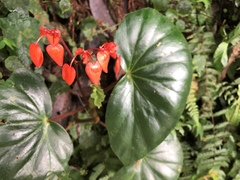 Begonia stenotepala