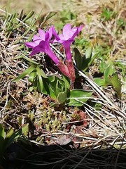 Primula integrifolia