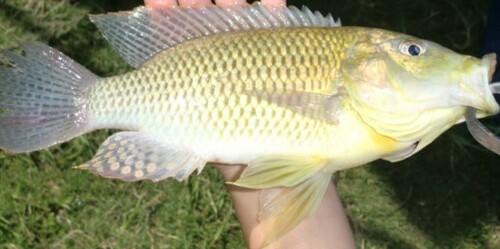 Sargochromis codringtonii