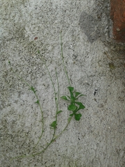 Erigeron cuneifolius