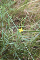 Ludwigia linearis