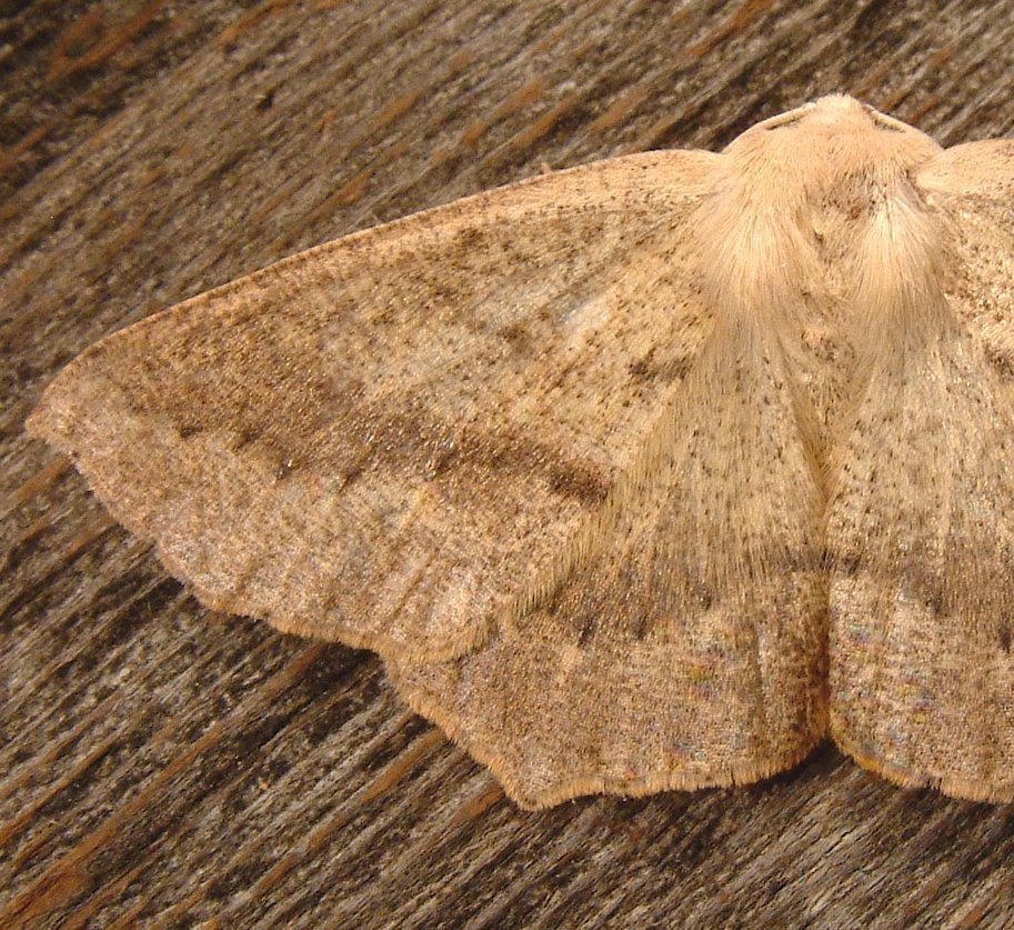 Omnivorous Looper (CALeDNA_Butterfly_and_Moth_Guide) · iNaturalist