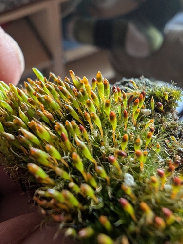 Narrow Cruet-moss (Tetraplodon angustatus)