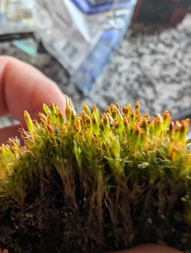 Image of Tetraplodon angustatus by no rights reserved