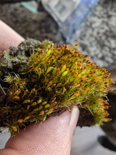 Image of Tetraplodon angustatus by no rights reserved