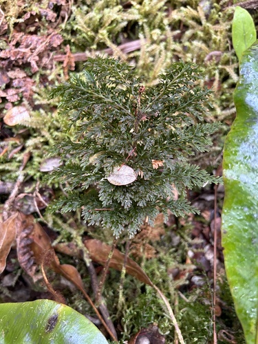 Callistopteris baldwinii observed 2024-09-13