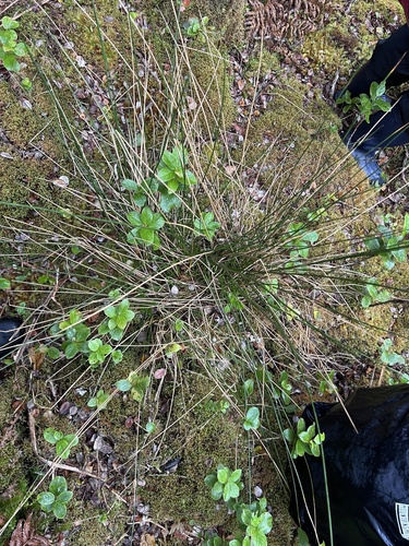 Juncus effusus observed 2024-09-13