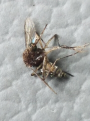 Aedes taeniorhynchus