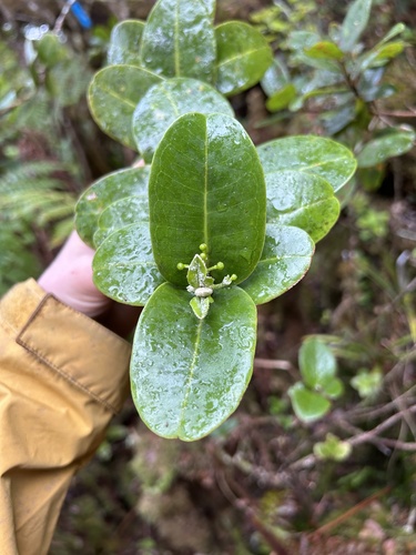 Melicope sessilis observed 2024-09-13
