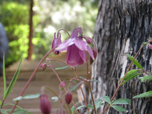 Aquilegia yabeana, photograph 2