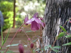 author not stated, no rights reserved Aquilegia yabeana, photograph author not stated, no rights reserved
