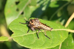 Eutolmus rufibarbis